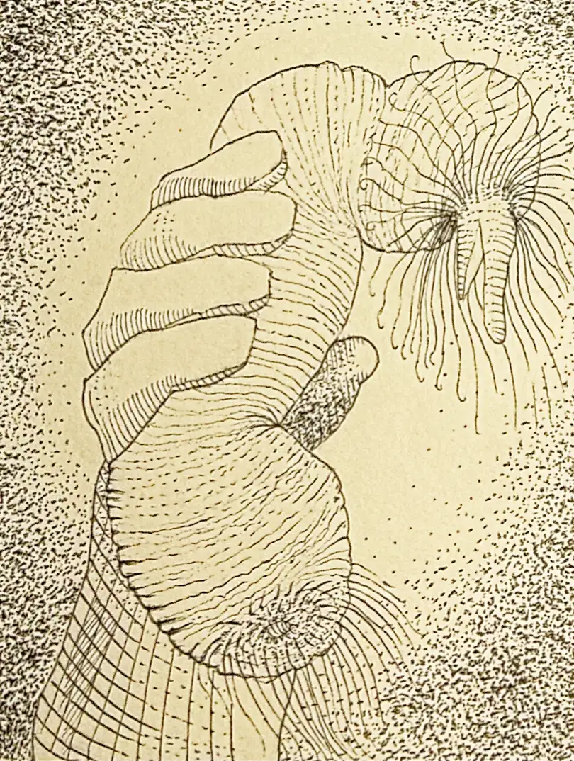 捞海肠者